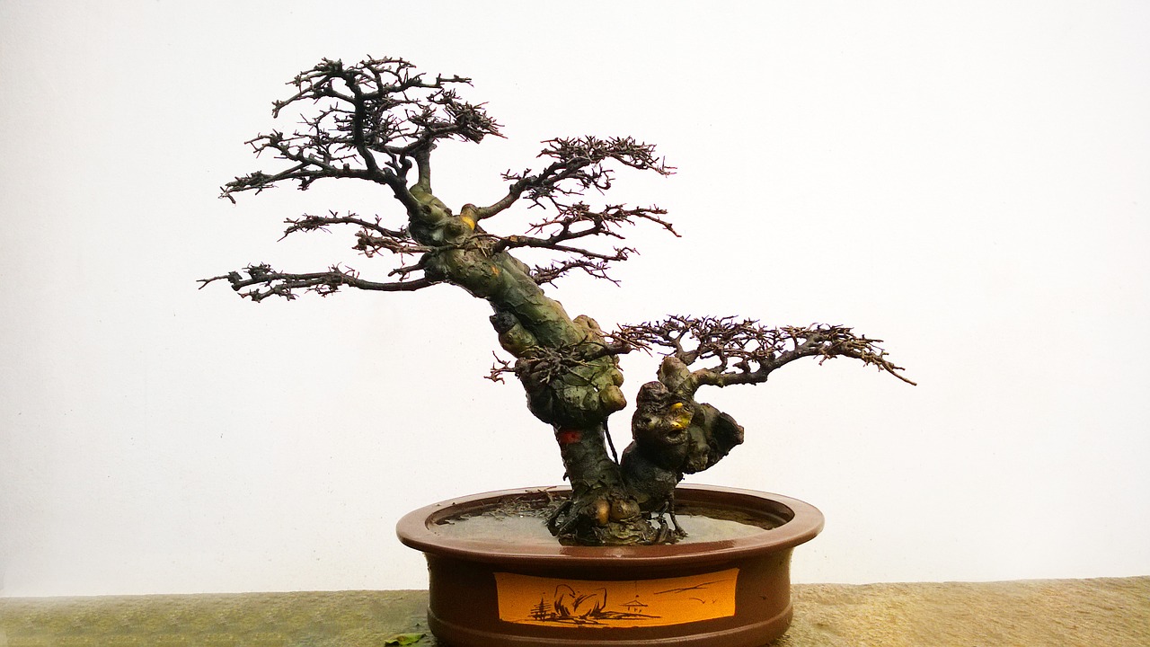 Bonsai, Medis, Augalas, Nemokamos Nuotraukos,  Nemokama Licenzija