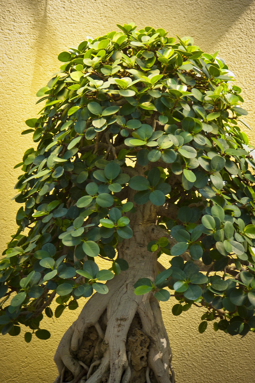 Bonsai, Medis, Sodas, Miniatiūrinė, Dekoratyvinis, Puodai, Augalas, Gnarled, Stunted, Weyerhaeuser