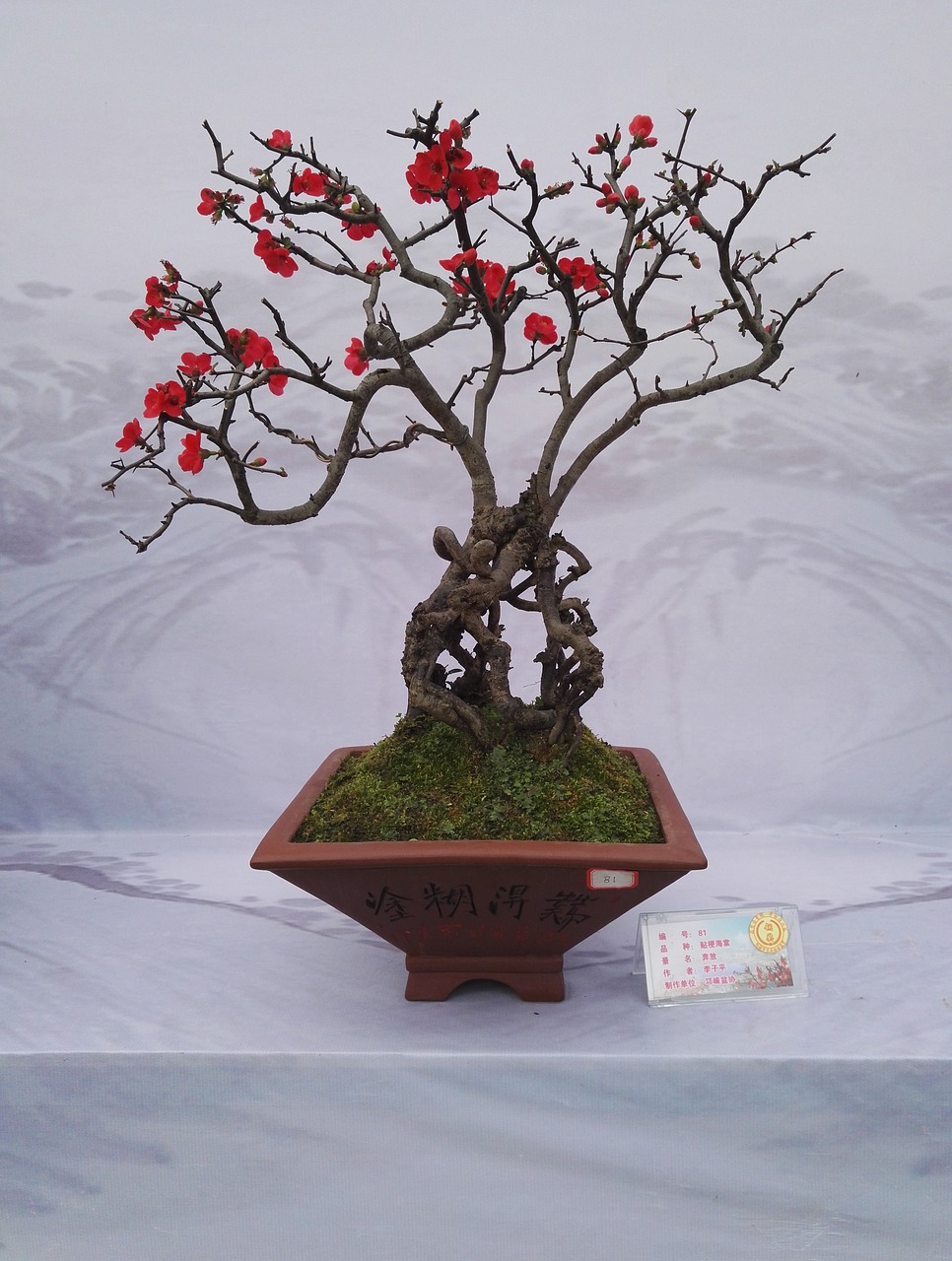 Bonsai Paroda, Gėlė, Kumquat, Begonia Gėlė, Nemokamos Nuotraukos,  Nemokama Licenzija