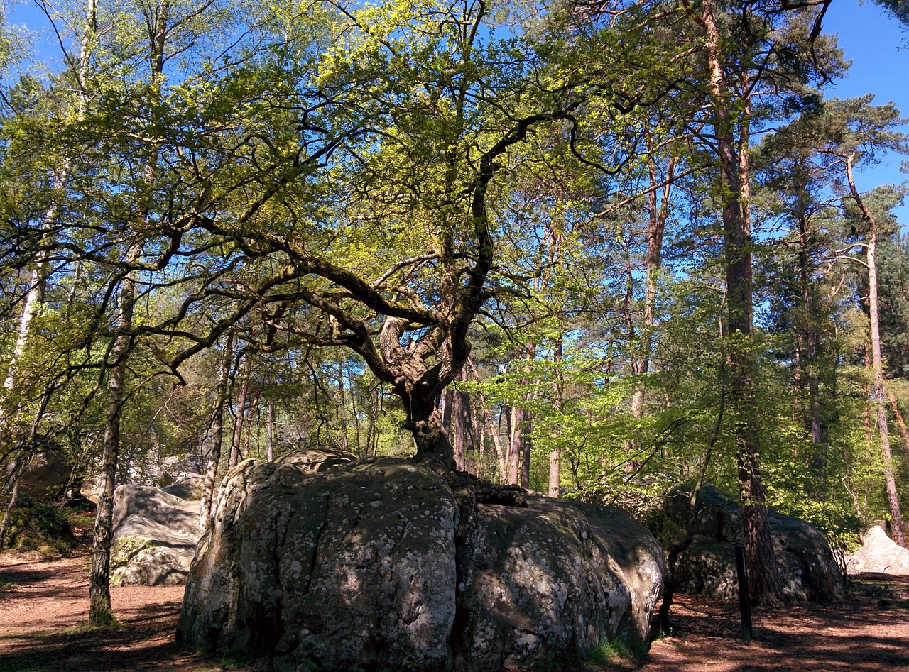 Bonsai Ąžuolas, Kanono Rokas, Ąžuolo, Fontainebleau Miškas, Miškas, Fontainebleau, Nemokamos Nuotraukos,  Nemokama Licenzija