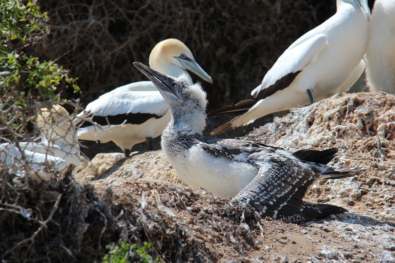 Boobies, Paukščiai, Sulidae, Jūros Paukščiai, Pelecaniformes, Naujoji Zelandija, Pagrobėjai, Gannet Kolonija, Kolonija, Veislė