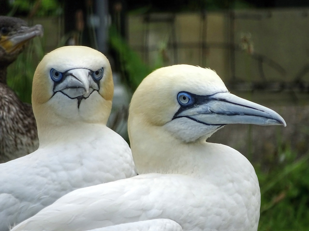 Boobies, Šiaurinė Gannet, Jūros Paukščiai, Paukštis, Balta, Gyvūnų Pasaulis, Plunksna, Gamta, Šiaurės Jūra, Paukščiai