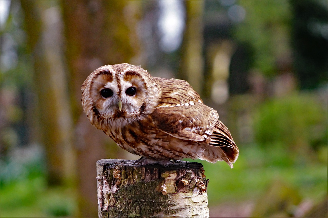 Boobook Owl, Mažai Pelėdos, Žvilgsnis, Pelėdos, Paukštis, Australia, Ruda, Gamta, Boobook, Mažai