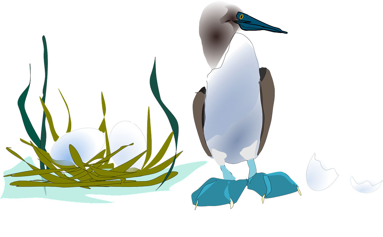 Booby, Jūros Paukštis, Vandens Paukščiai, Sula, Gannets, Lizdas, Lizdą, Paukščių Kiaušiniai, Kiaušiniai, Nemokama Vektorinė Grafika