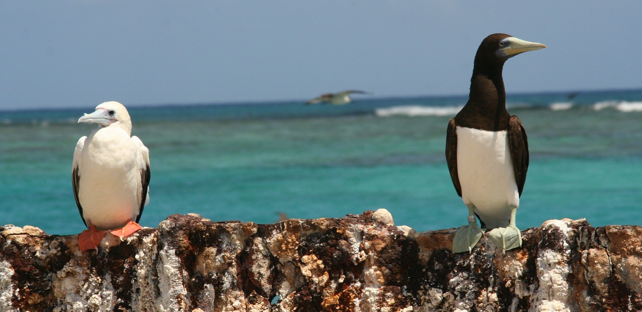 Booby, Raudonas Kojis, Ruda, Sustingęs, Sėdi, Salos, Pakrantės, Jūros Paukščiai, Didelis, Sula Leucogaster