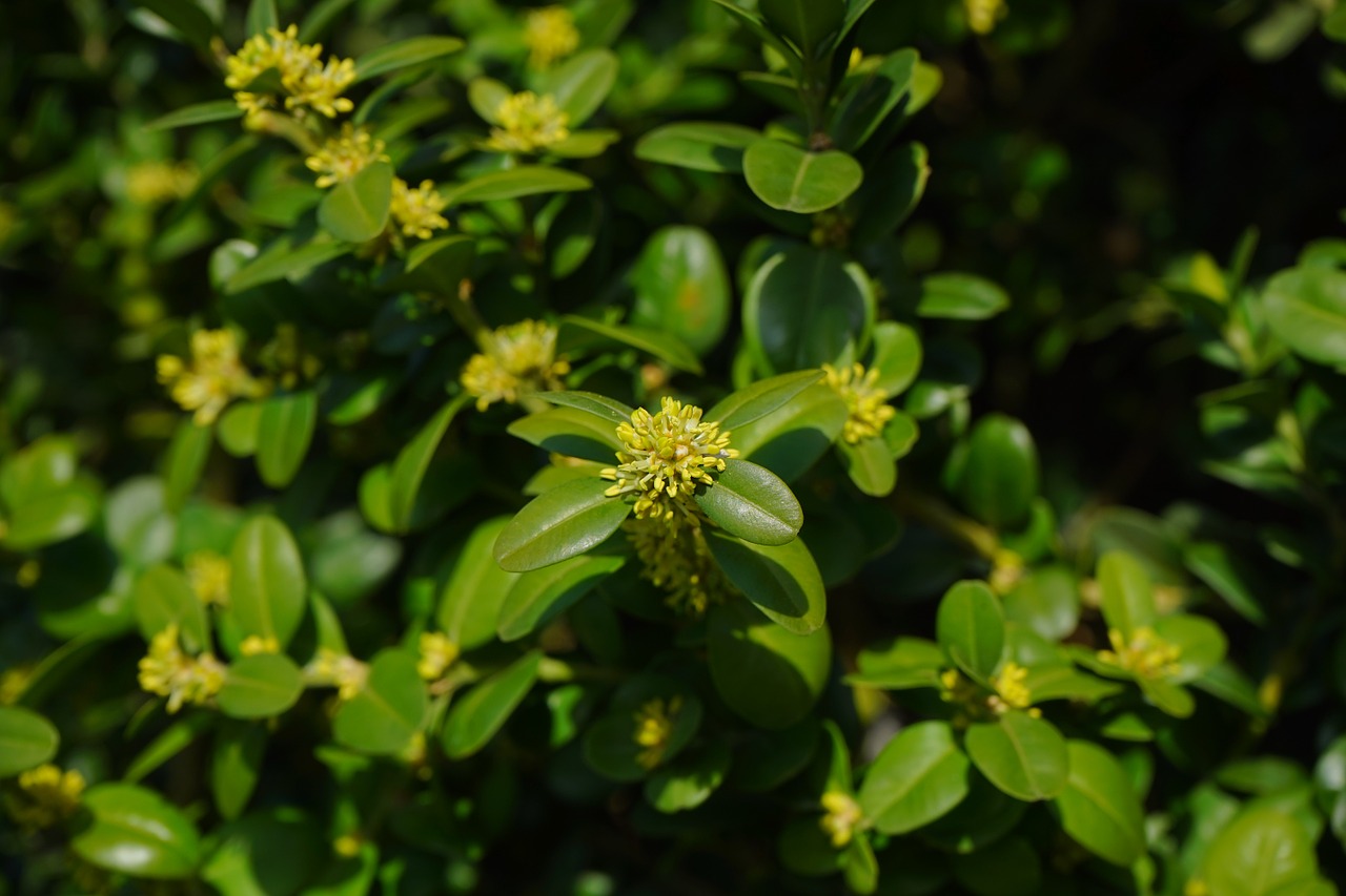 Knygos Žiedai, Knygos Medis Žiedai, Knyga, Įprasta Butelių Dėžė, Filialai, Žalias, Lapai, Buxus Sempervirens, Dėžutė, Buxus