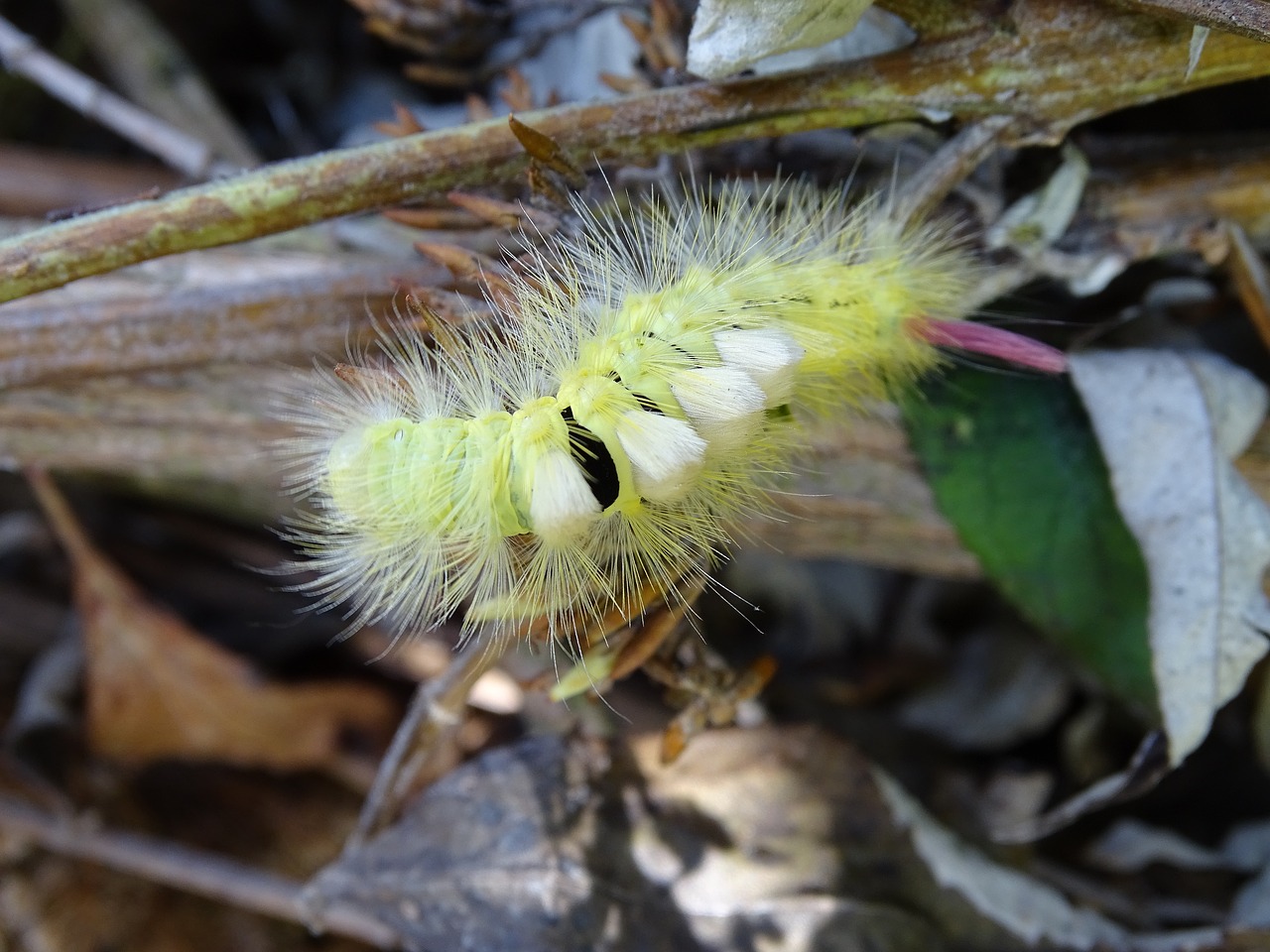 Knygos Važiavimas, Vaikščioti, Raudona Uodega, Drugys, Vikšras, Knyga Raudona Uodega, Plaukuotas, Drugelis Vikšras, Lymantriidae, Nemokamos Nuotraukos