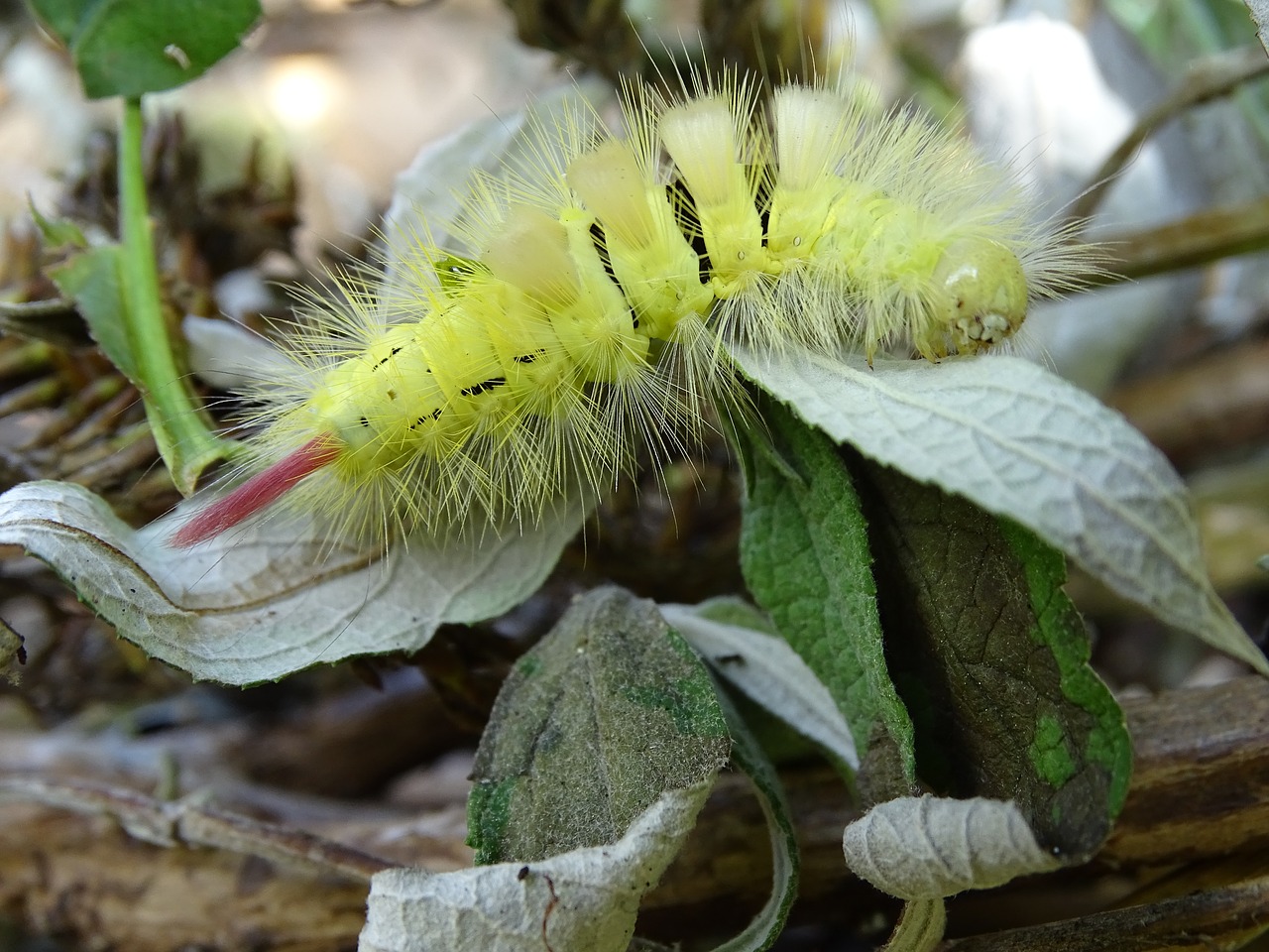 Knygos Važiavimas, Vaikščioti, Raudona Uodega, Lymantriidae, Plaukuotas, Vabzdys, Knyga Raudona Uodega, Vikšras, Calliteara Pudibunda, Drugelis Vikšras