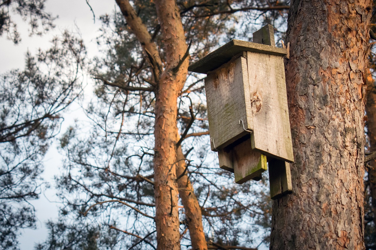 Kabina Paukščiams,  Miškas,  Paukščių Maitinimosi Dėklas,  Mesti,  Veisimo Paukštidę, Nemokamos Nuotraukos,  Nemokama Licenzija