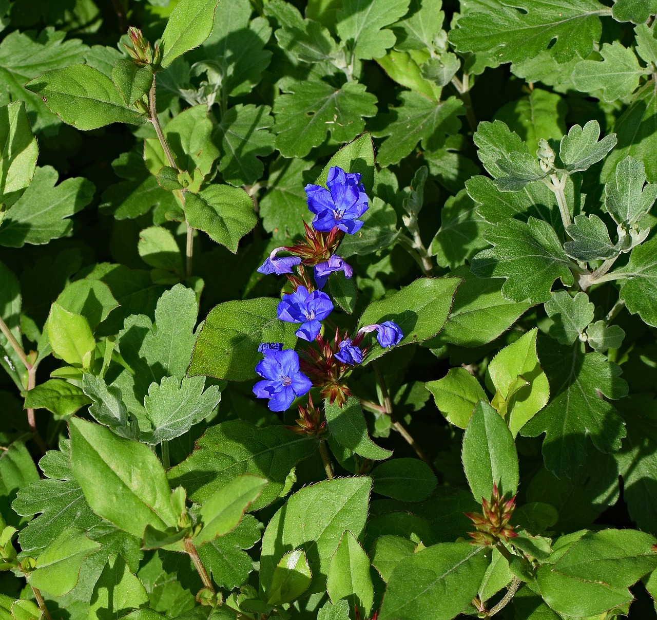 Krūtinėlė, Gėlė, Žolė, Žiedas, Žydėti, Augalas, Gamta, Sodas, Naudingas, Medicinos