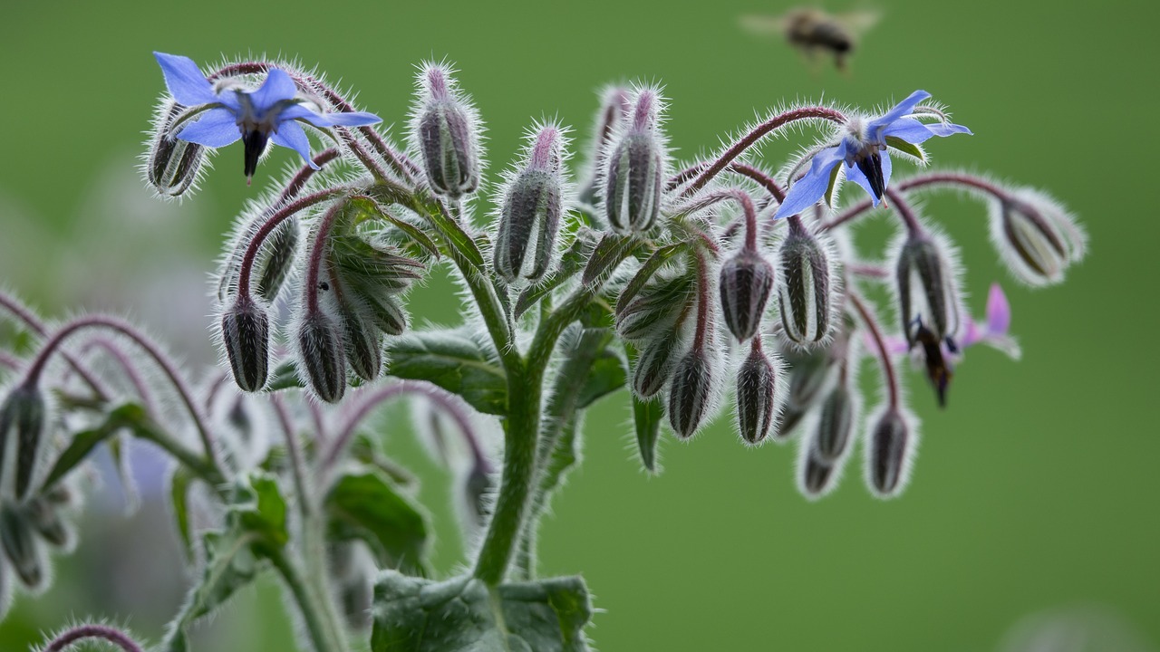 Krūtinėlė, Borago Officinalis, Augalas, Gėlė, Valgomieji, Boragas, Lapai, Žolė, Gamta, Mėlynas