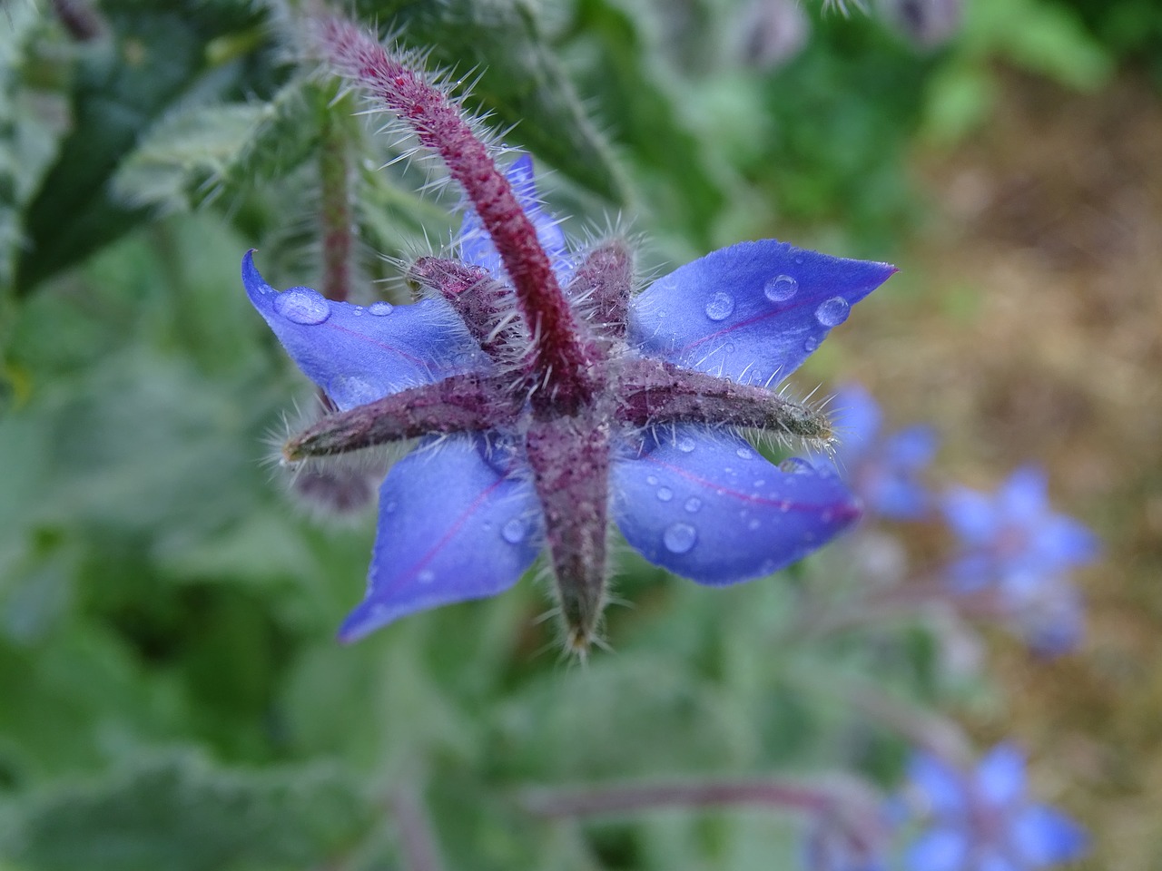 Agurklė,  Borretschblüte,  Agurkai Žolė,  Mėlyna Gėlė,  Borago Officinalis,  Sodo Augalai,  Prieskoniniai Augalai, Nemokamos Nuotraukos,  Nemokama Licenzija