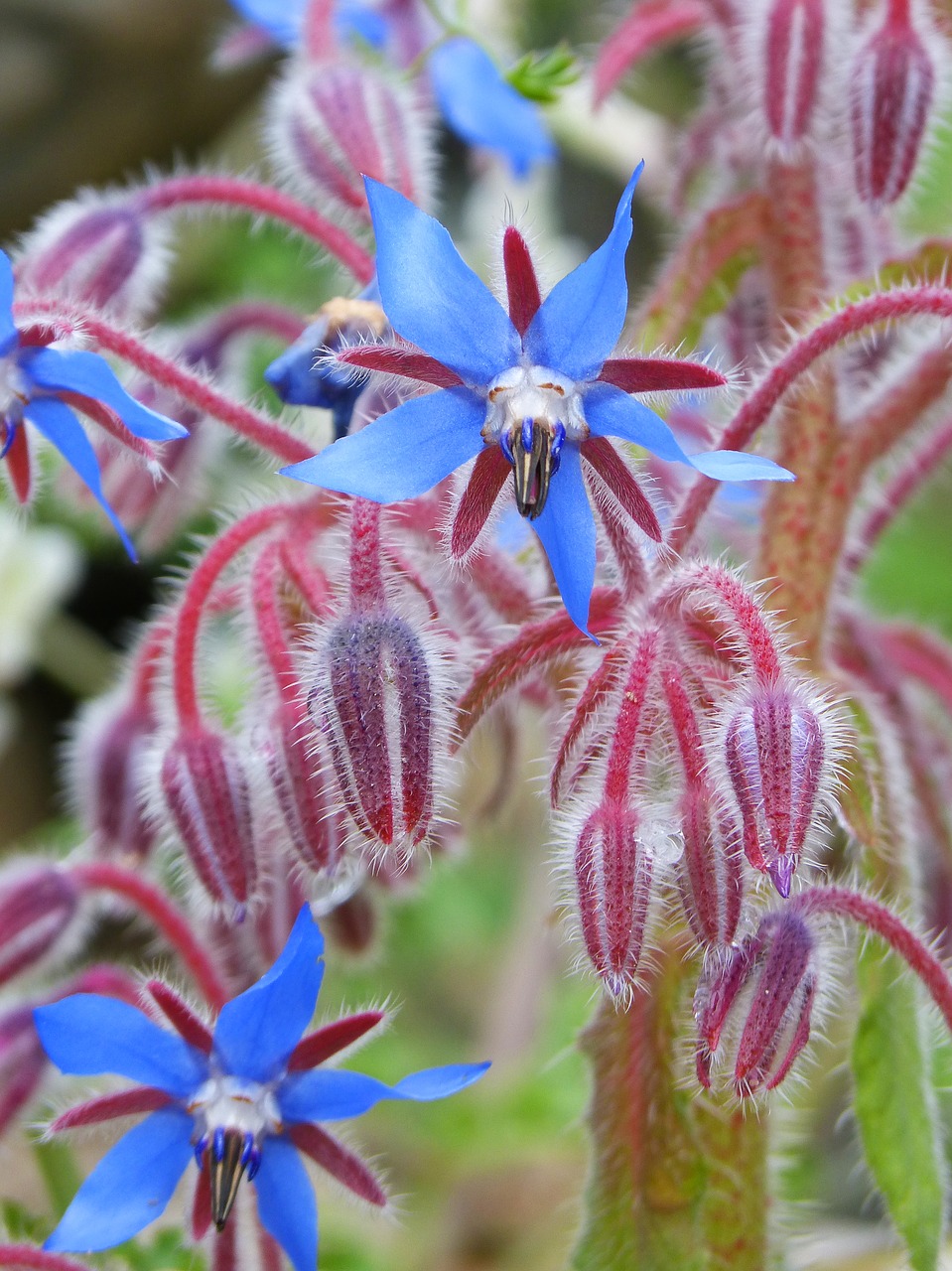 Borago Officinalis, Krūtinėlė, Laukinė Gėlė, Purpurinė Gėlė, Kriaušės Vanduo, Nemokamos Nuotraukos,  Nemokama Licenzija