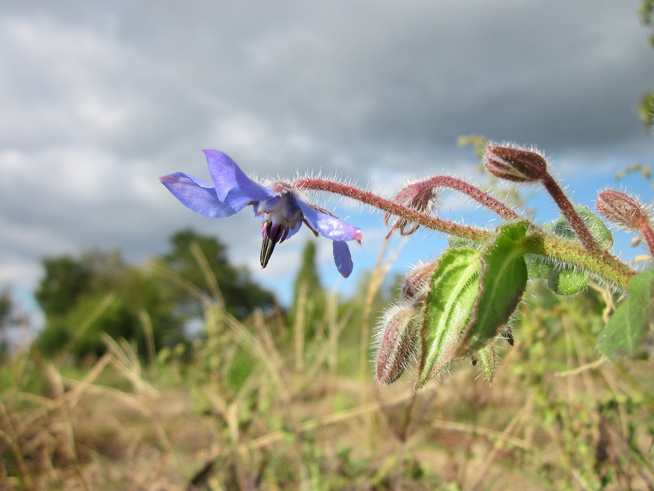 Borago Officinalis,  Krūtinėlė,  Starflower,  Augalas,  Flora,  Botanika,  Rūšis,  Žiedynas, Nemokamos Nuotraukos,  Nemokama Licenzija