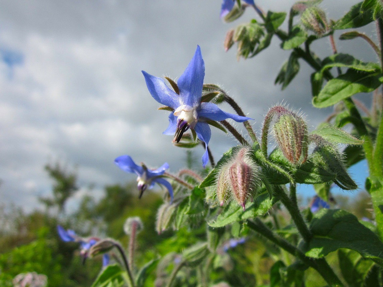 Borago Officinalis, Dangus, Debesys, Augalas, Augalai, Gėlė, Gėlės, Žaluma, Flora, Žolė