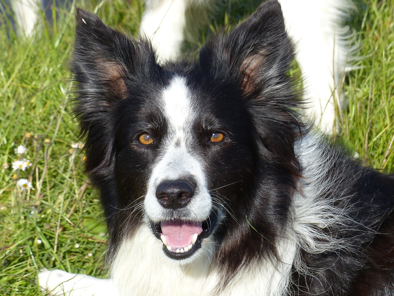 Sienos Kolis, Juoda Balta, Šuo, Balta, Juoda, Kolis, Border-Collie, Kalė, Gyvūnas, Naminis Gyvūnėlis