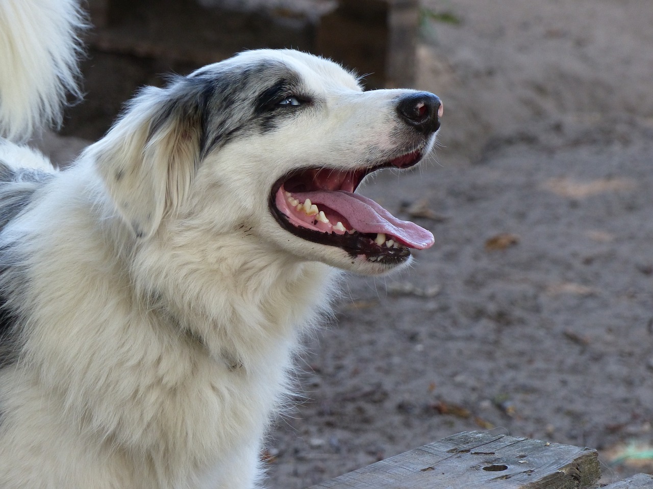 Sienos Kolis, Šuo, Šunys, Mėlyna Merle, Mėlynos Akys, Portretas, Veidas, Trys Spalvos, Kolis, Border-Collie