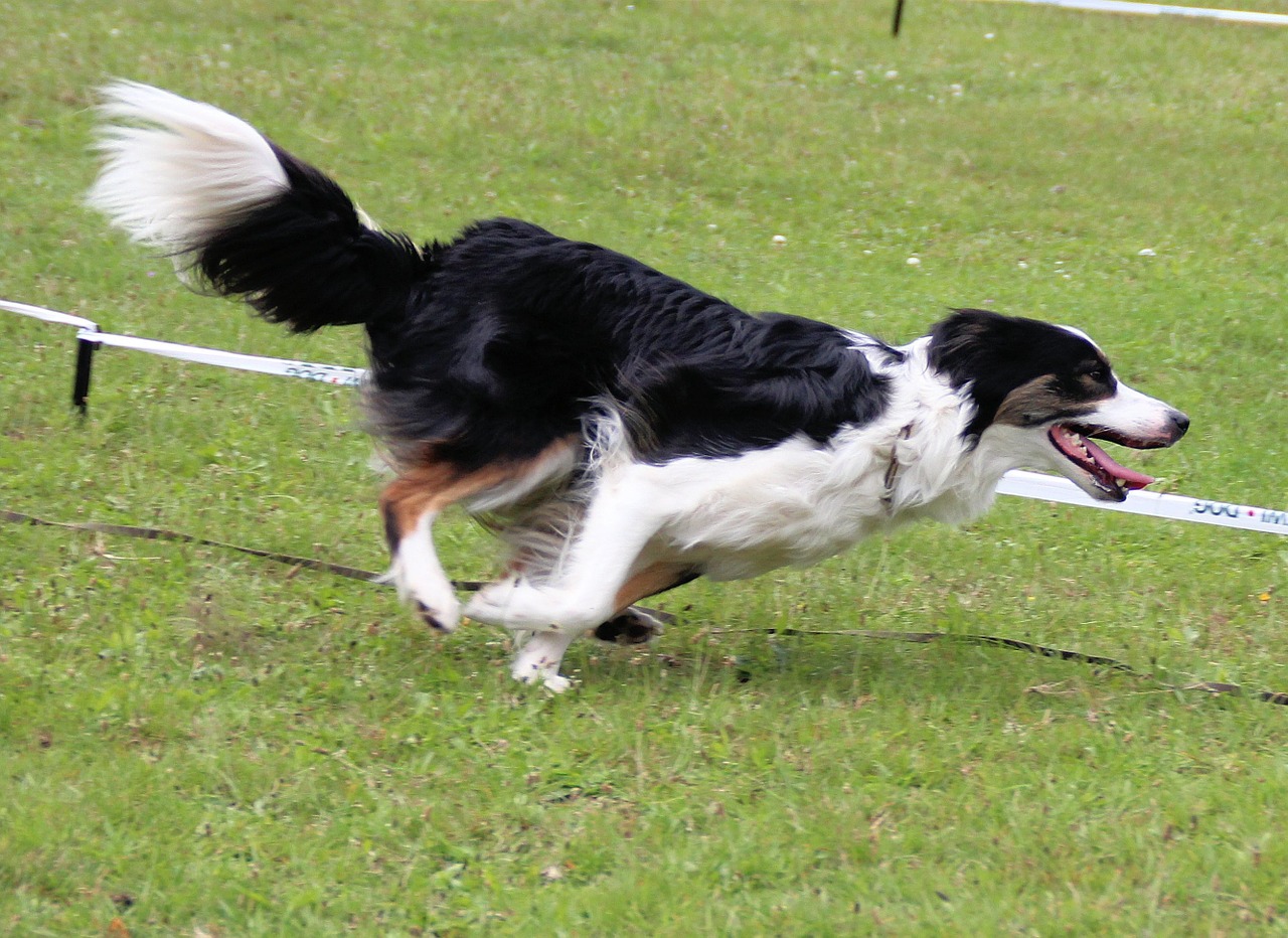 Sienos Kolis, Šuo, Hundesport, Judrumas, Naminis Gyvūnėlis, Kolis, Nemokamos Nuotraukos,  Nemokama Licenzija