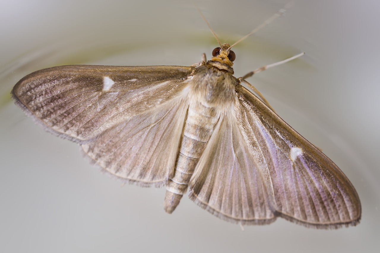 Cydalima Perspectalis, Drugelis, Ruda Veislė, Užduotis, Delčia, Nocturne, Invazinis, Kenkėjas, Nemokamos Nuotraukos,  Nemokama Licenzija