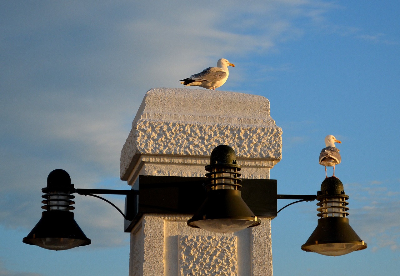 Borkum, Promenada, Kaukolės, Paukščiai, Nemokamos Nuotraukos,  Nemokama Licenzija