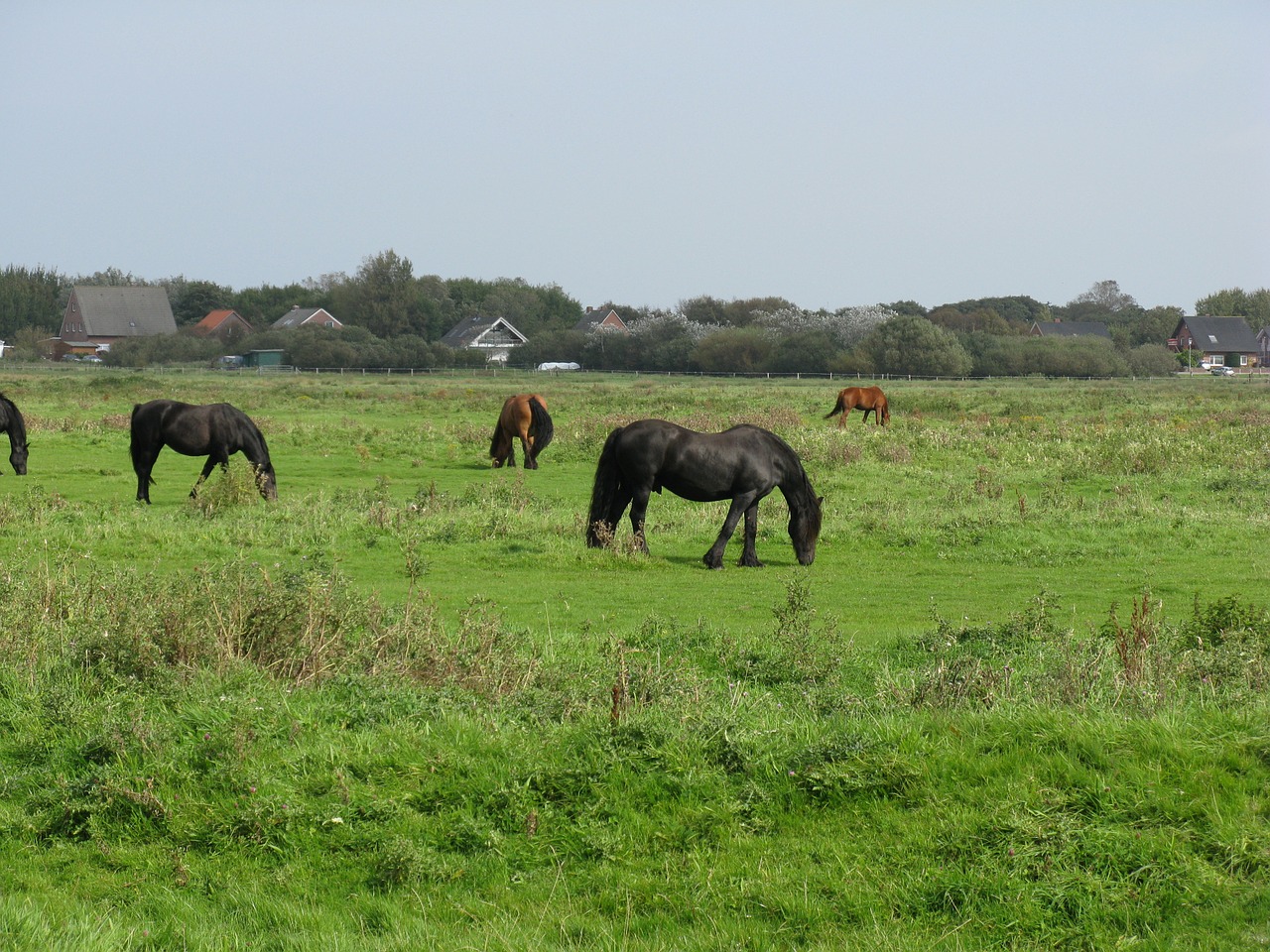 Borkum, Arkliai, Friesen, Ganykla, Nemokamos Nuotraukos,  Nemokama Licenzija