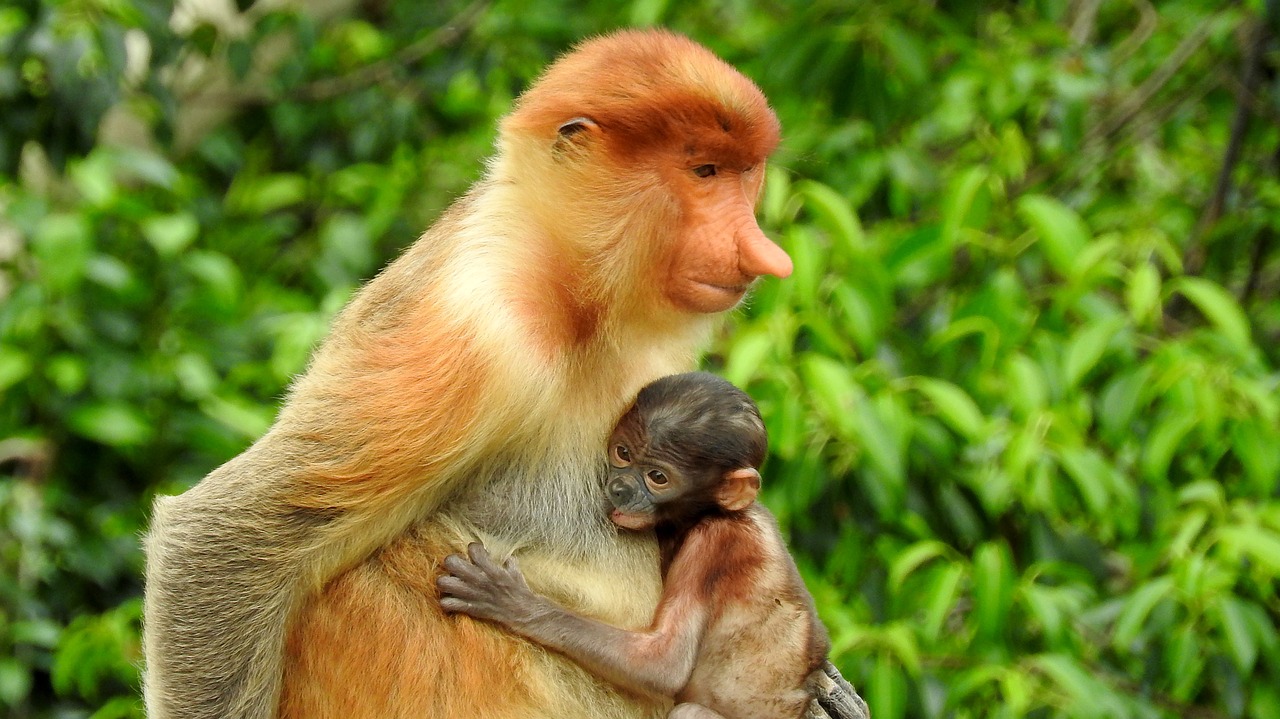 Borneo, Sepilok, Beždžionė, Nemokamos Nuotraukos,  Nemokama Licenzija