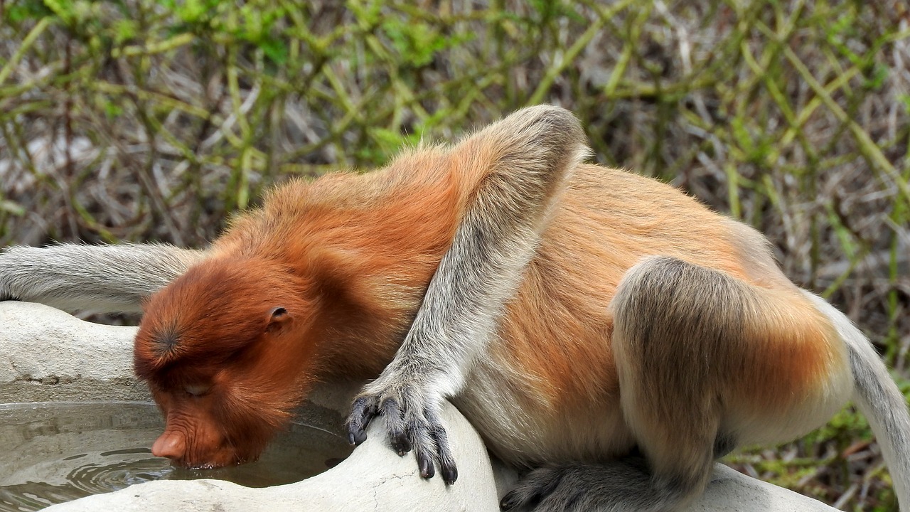 Borneo, Sepilok, Beždžionė, Nemokamos Nuotraukos,  Nemokama Licenzija