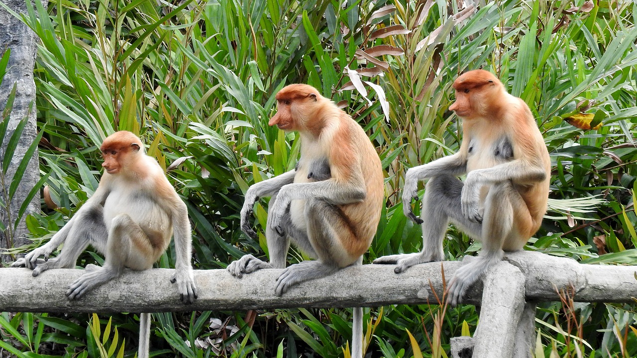 Borneo, Sepilok, Beždžionė, Nemokamos Nuotraukos,  Nemokama Licenzija