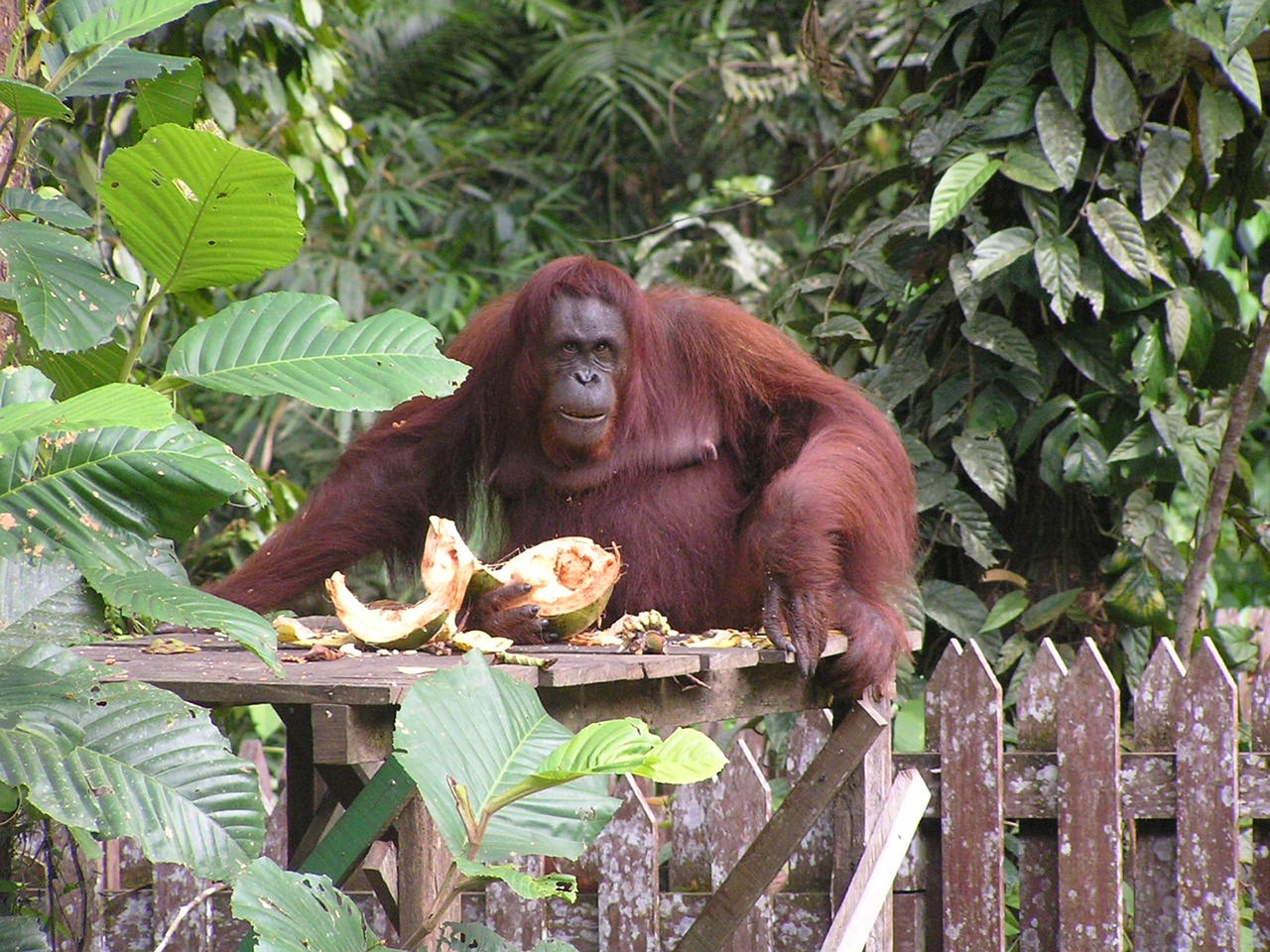 Borneo, Kučingas, Bako Parkas, Nemokamos Nuotraukos,  Nemokama Licenzija