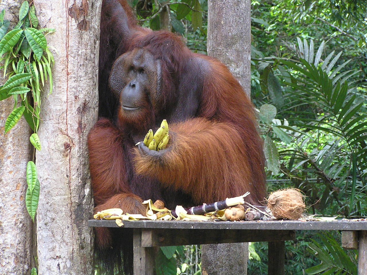 Borneo, Kučingas, Bako Parkas, Nemokamos Nuotraukos,  Nemokama Licenzija