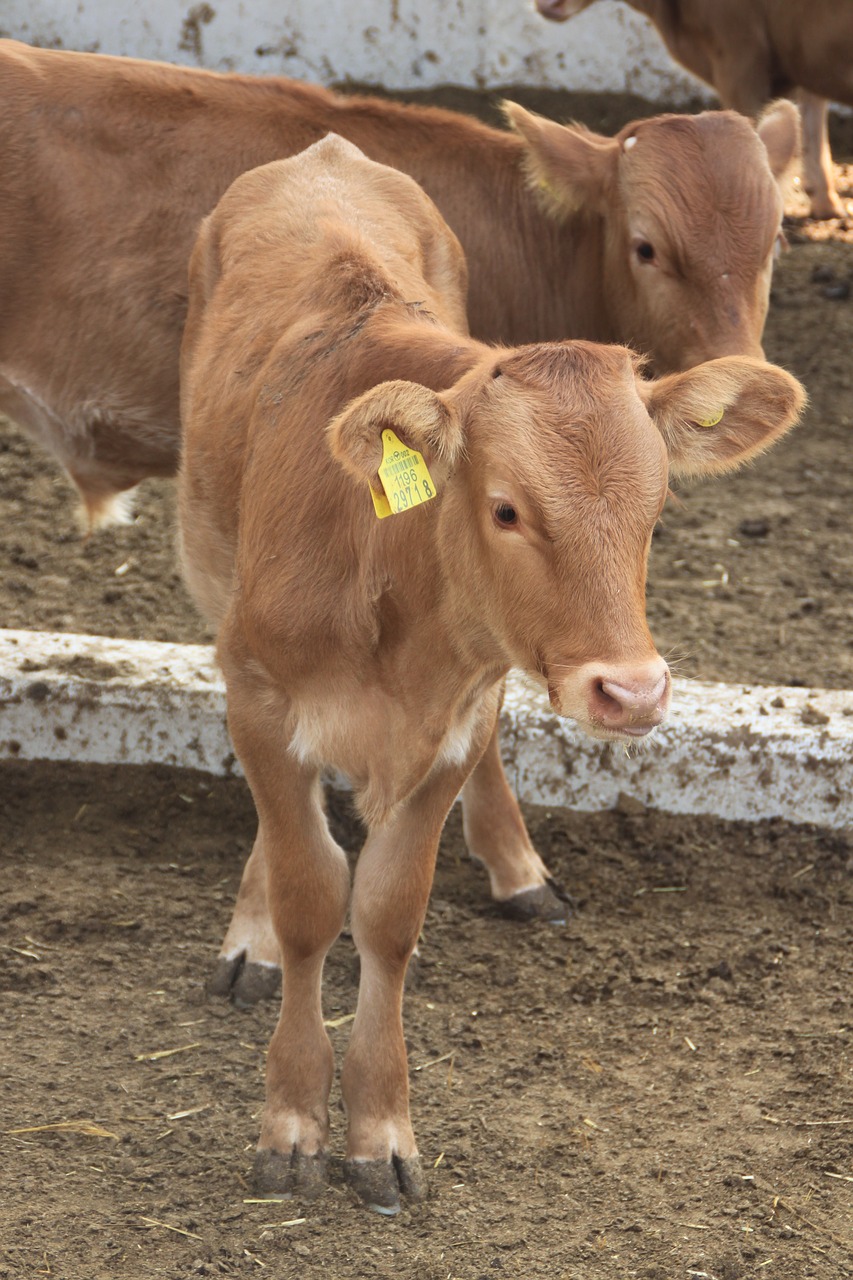 Bosas Taurus, Ūkis, Veršiena, Gyvuliai, Gyvūnas, Galvijai, Kaimo Vietovės, Ranča, Nemokamos Nuotraukos,  Nemokama Licenzija