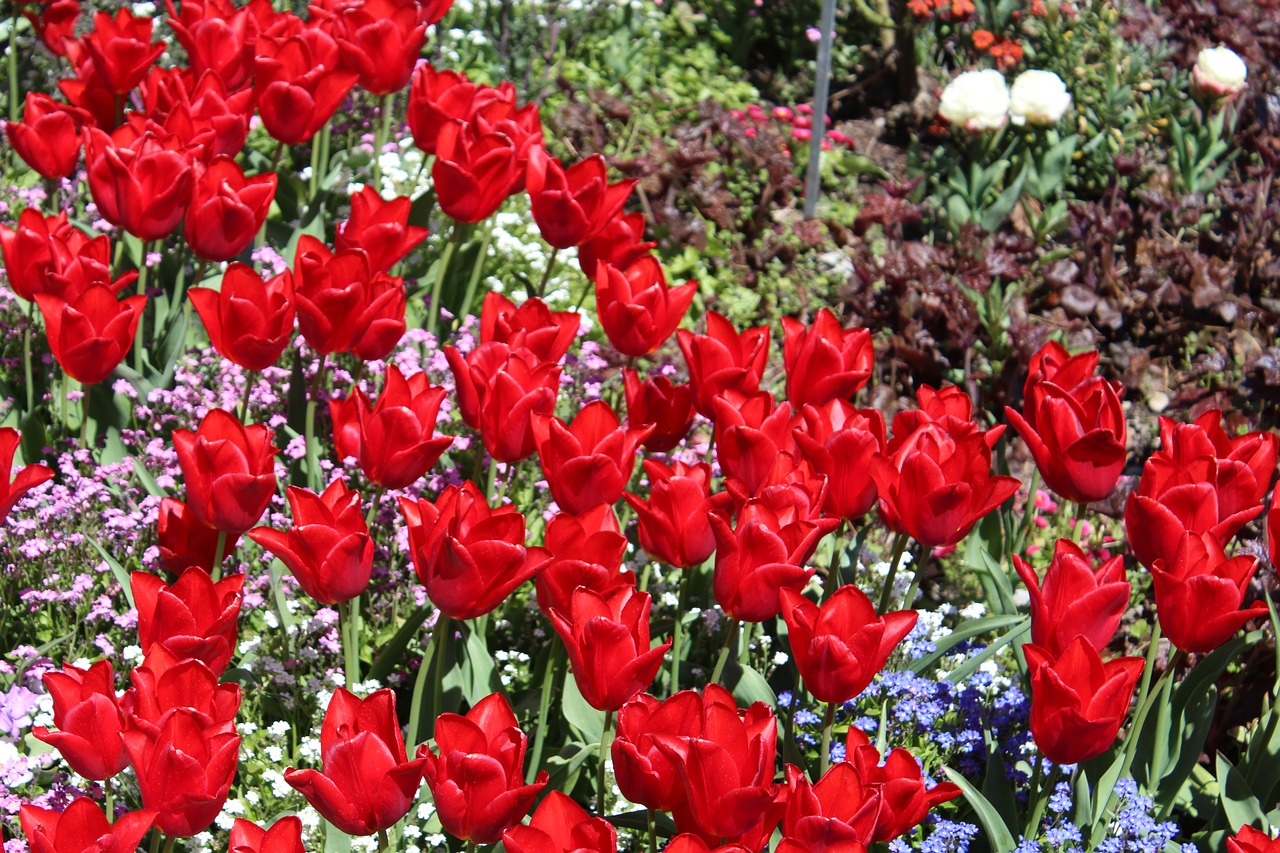 Botanikos Sodas Augsburgas, Raudonos Tulpės, Gėlių Sodas, Gėlių Pieva, Gėlės, Botanikos, Pavasaris, Tulpės, Augsburg, Spalvinga