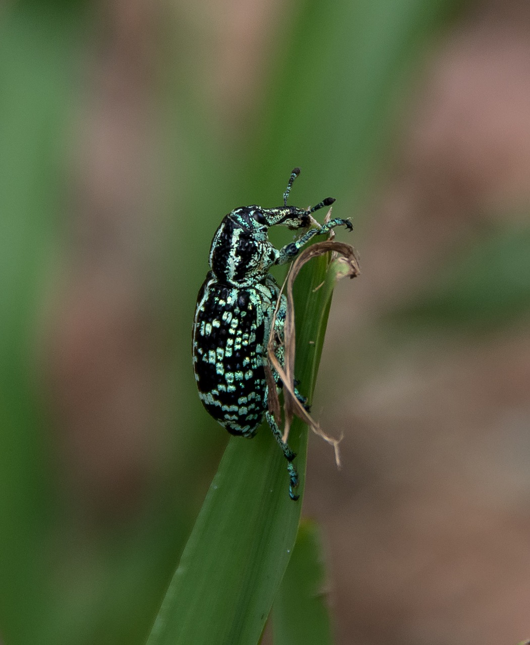 Botanikos Įlankos Veltinys, Deimantiniai Vabalai, Chrysolopus Spectabilis, Vabzdys, Klaida, Laukiniai, Lapai, Mėlynas, Juoda, Turkis