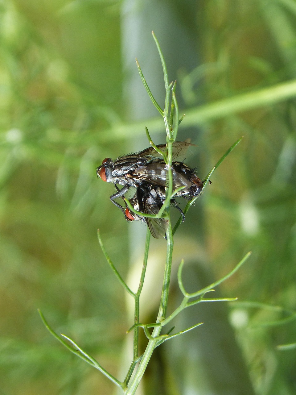 Botfly, Kopuliavimas, Poravimosi Vabzdžių, Poravimas, Reprodukcija, Nemokamos Nuotraukos,  Nemokama Licenzija