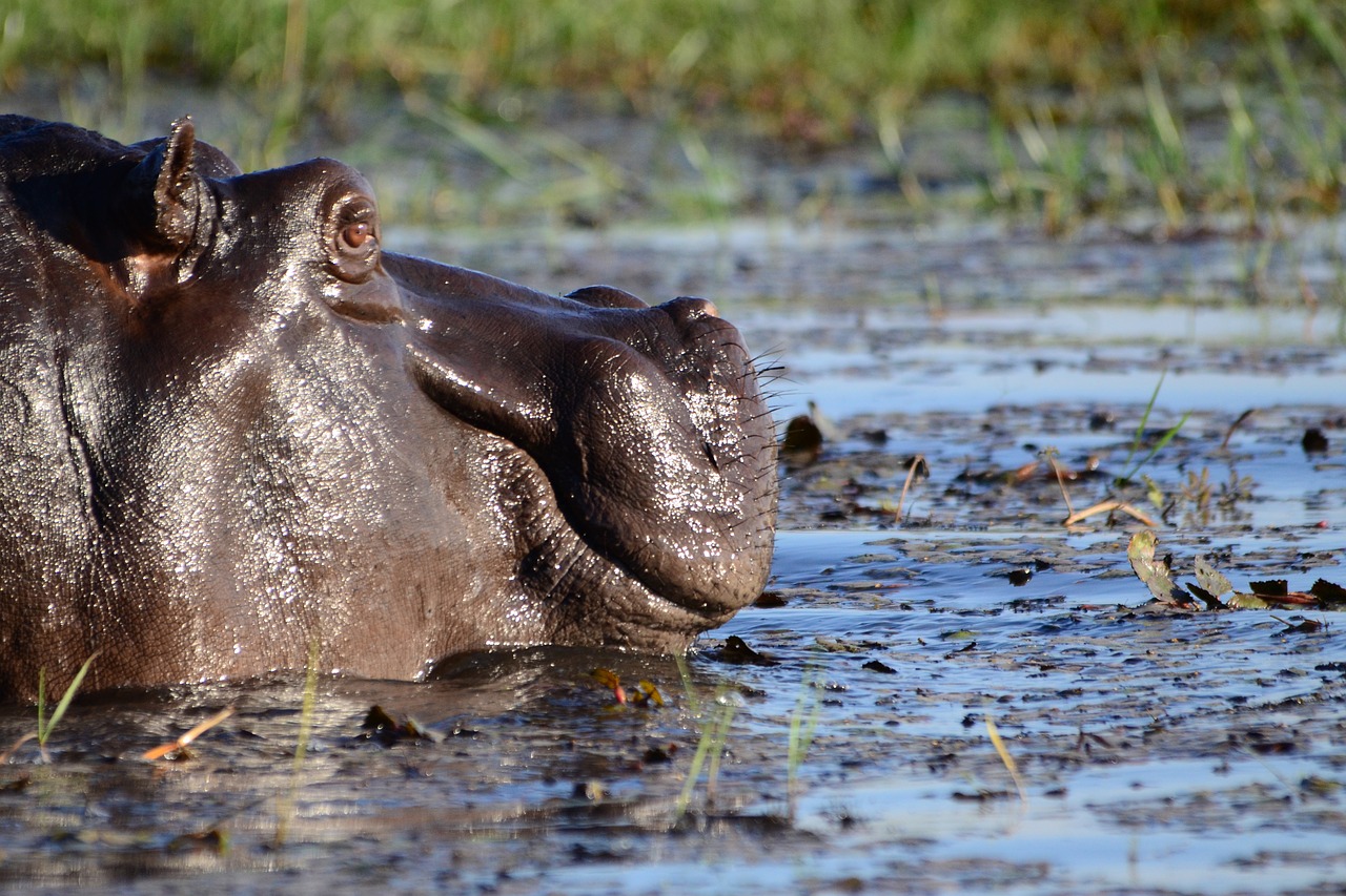 Pelėnas, Hippo, Žinduolis, Botsvana, Chobe, Nemokamos Nuotraukos,  Nemokama Licenzija