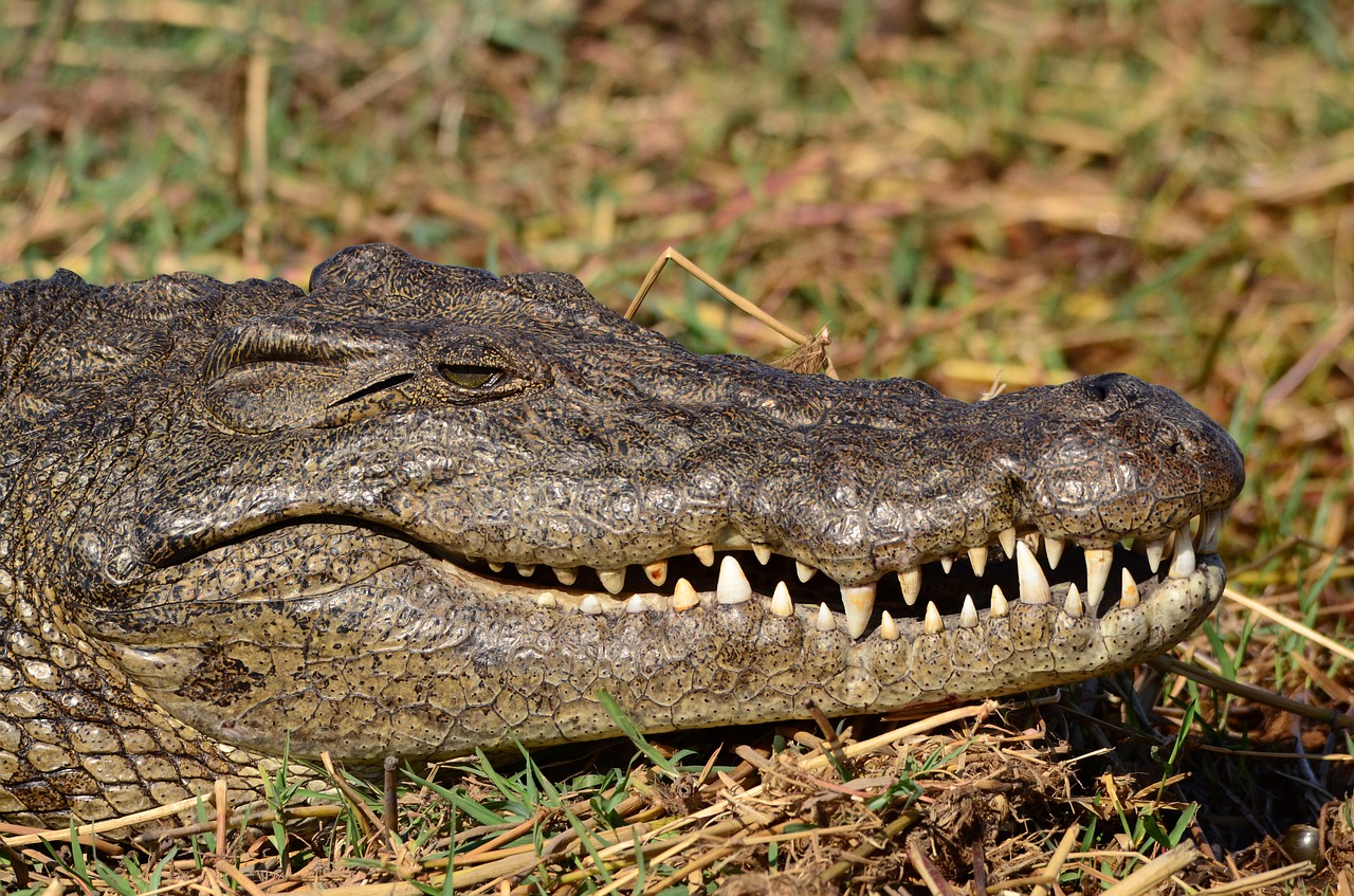 Krokodilas, Botsvana, Chobe, Dantis, Nemokamos Nuotraukos,  Nemokama Licenzija