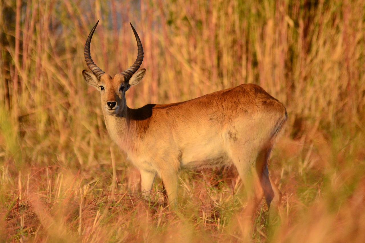 Antilopė, Žinduolis, Botsvana, Chobe, Afrikos, Afrika, Lechwe, Nemokamos Nuotraukos,  Nemokama Licenzija