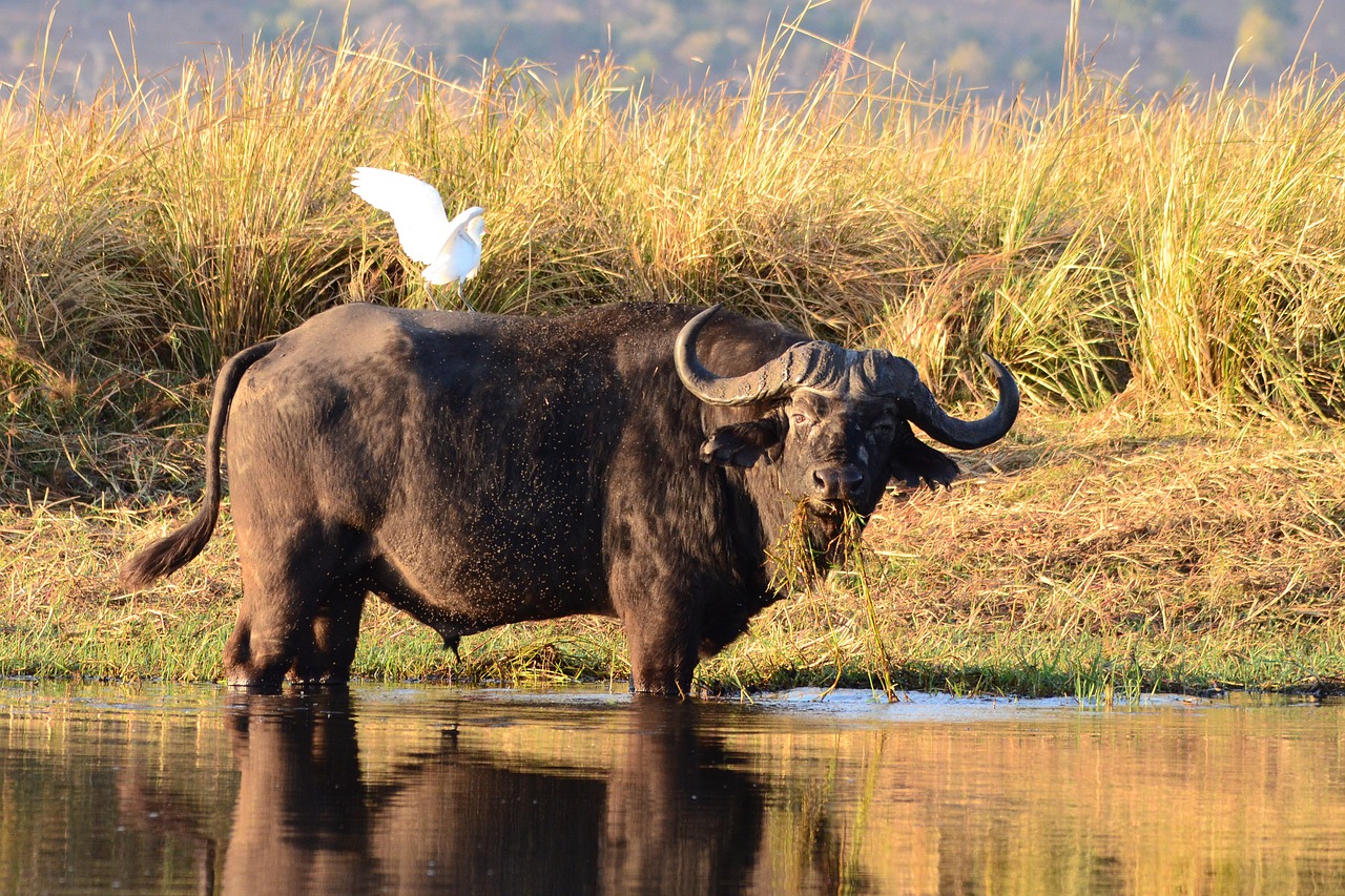 Azijinis Buivolas, Buivolai, Gyvūnai, Botsvana, Chobe, Nemokamos Nuotraukos,  Nemokama Licenzija