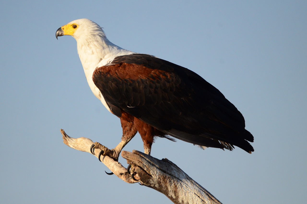 Osprey, Adler, Paukštis, Plėšrusis Paukštis, Tiwer, Afrika, Botsvana, Chobe, Nemokamos Nuotraukos,  Nemokama Licenzija