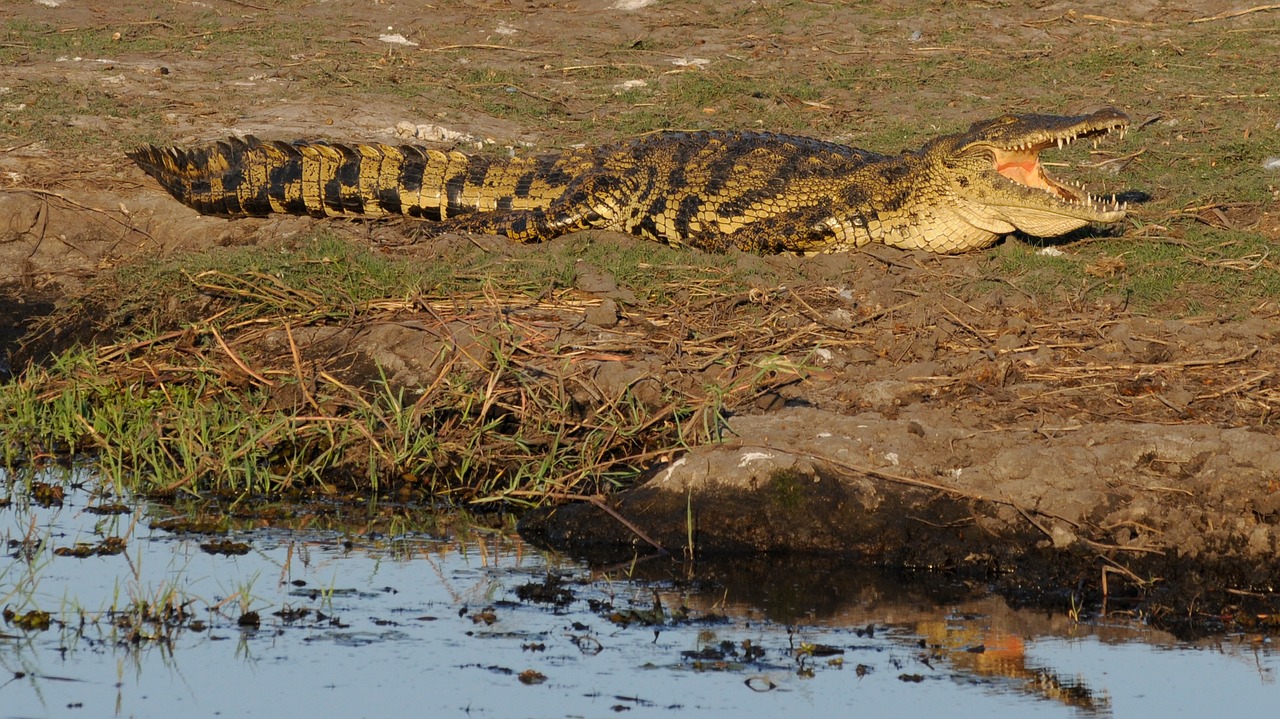 Krokodilas, Botsvana, Chobe, Nemokamos Nuotraukos,  Nemokama Licenzija