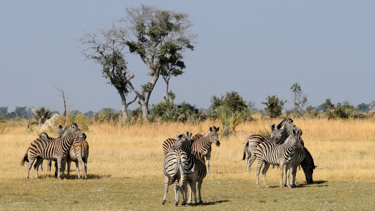 Botsvana, Okavango Delta, Zebras, Gyvūnų Grupė, Nemokamos Nuotraukos,  Nemokama Licenzija