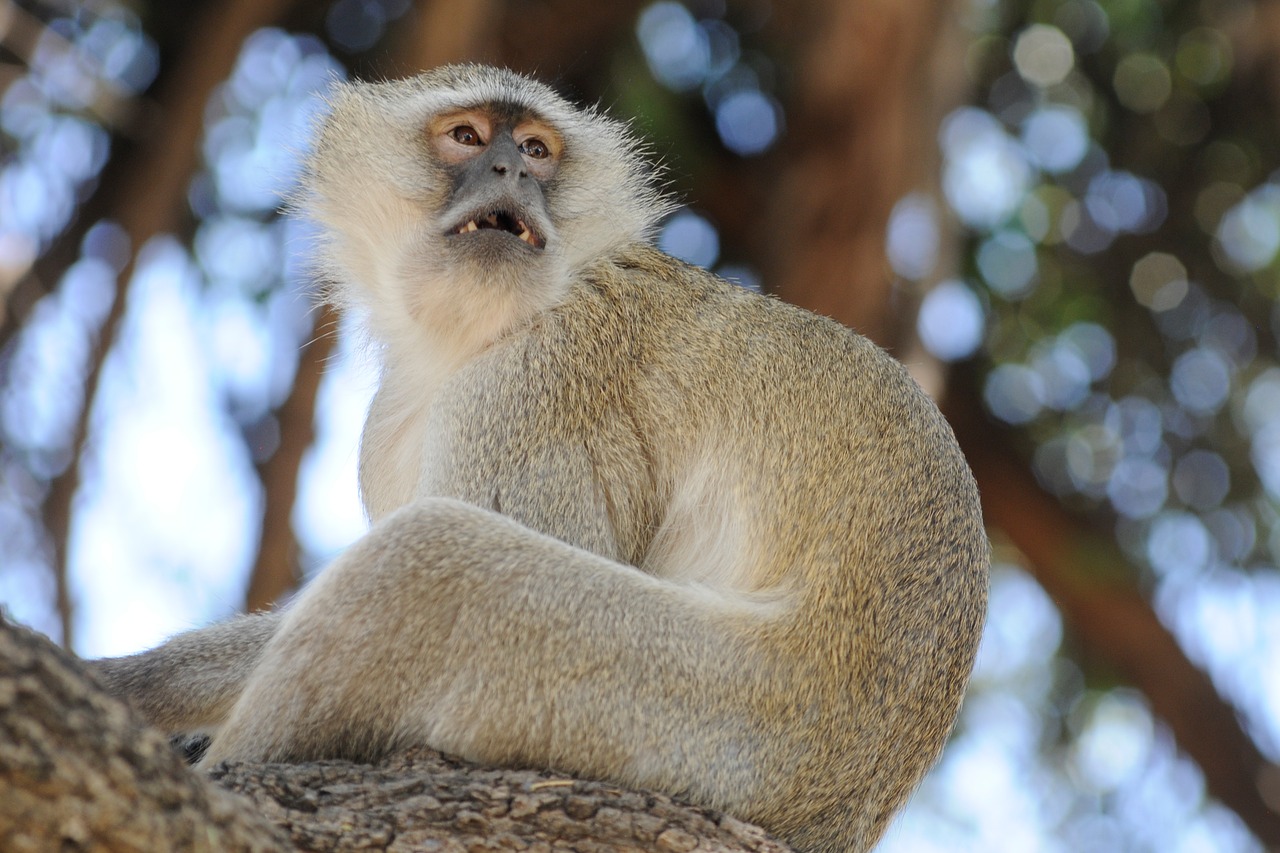 Botsvana, Beždžionė, Smalsumas, Senojo Pasaulio Beždžionė, Nemokamos Nuotraukos,  Nemokama Licenzija