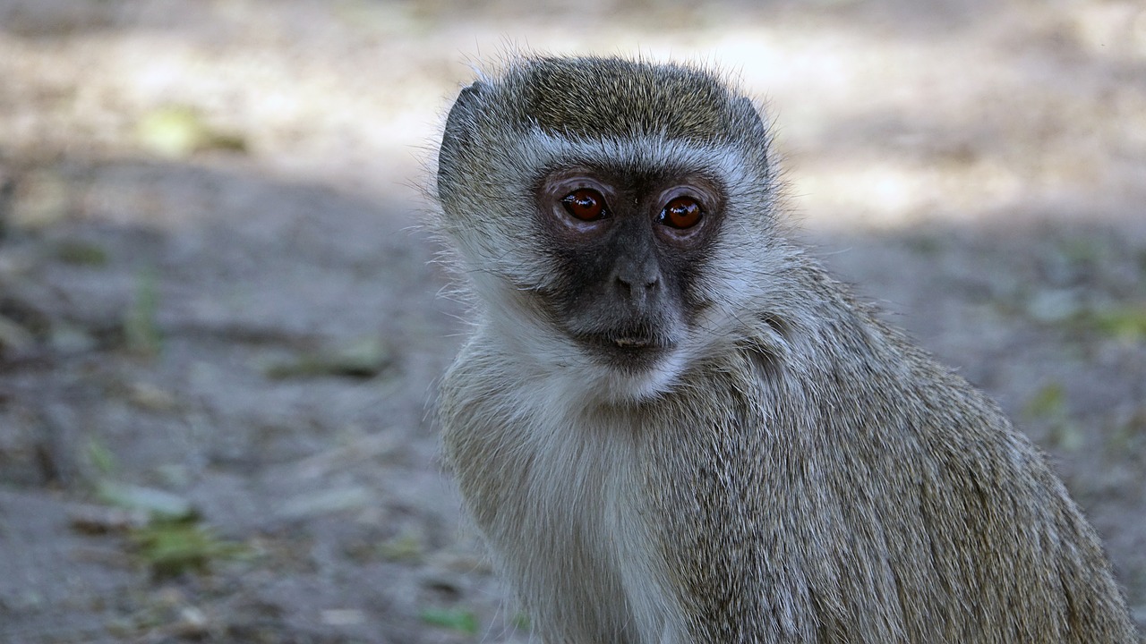 Botsvana, Senojo Pasaulio Beždžionė, Beždžionė, Nemokamos Nuotraukos,  Nemokama Licenzija