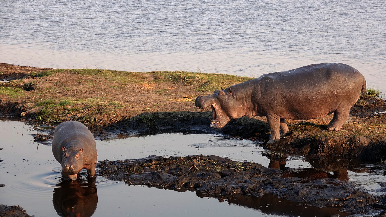 Botsvana, Hippos, Hopas, Motina Ir Vaiku, Laukinis Gyvūnas, Nemokamos Nuotraukos,  Nemokama Licenzija