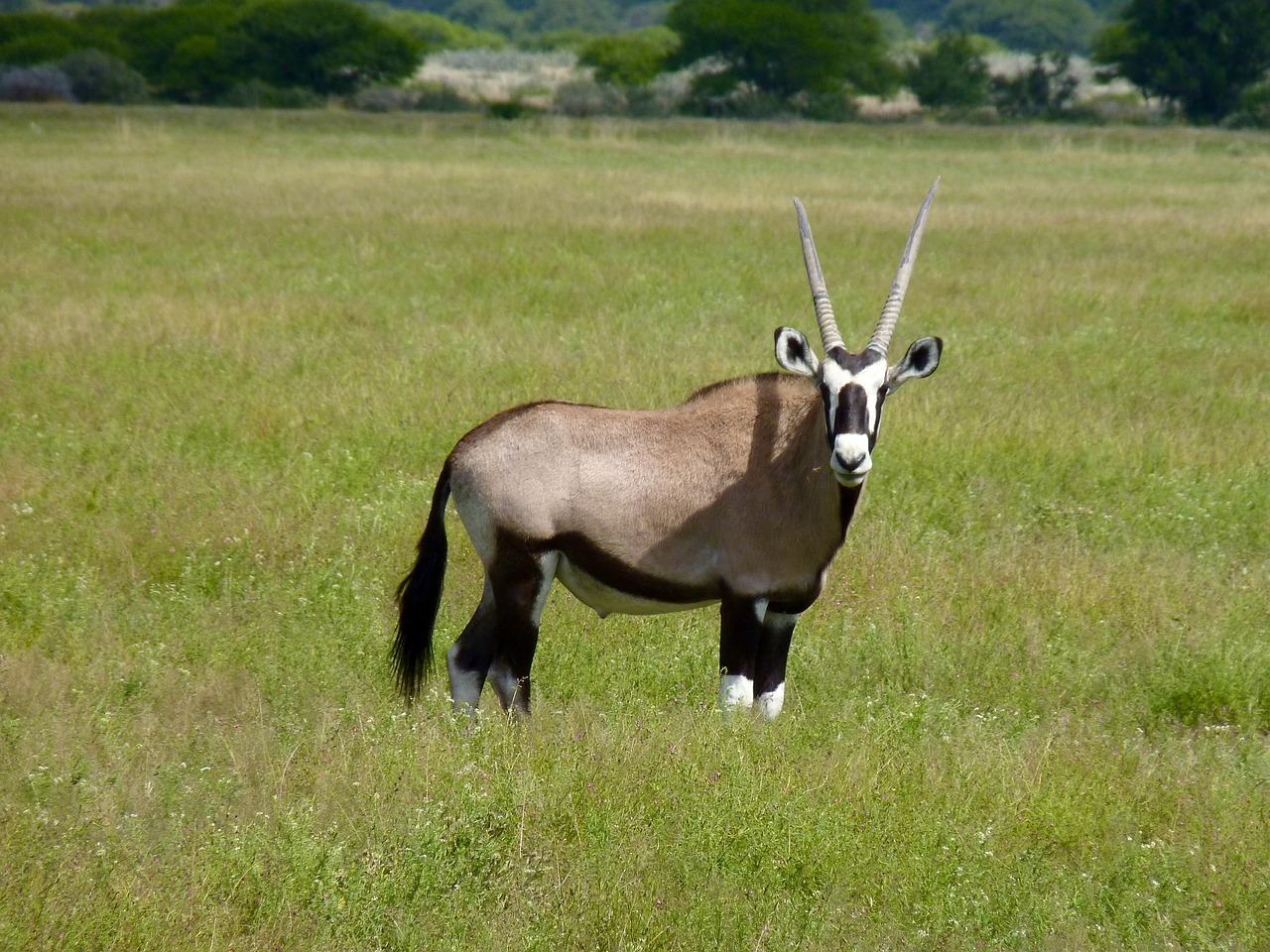 Botsvana, Antilopė, Safari, Laukinė Gamta, Nemokamos Nuotraukos,  Nemokama Licenzija