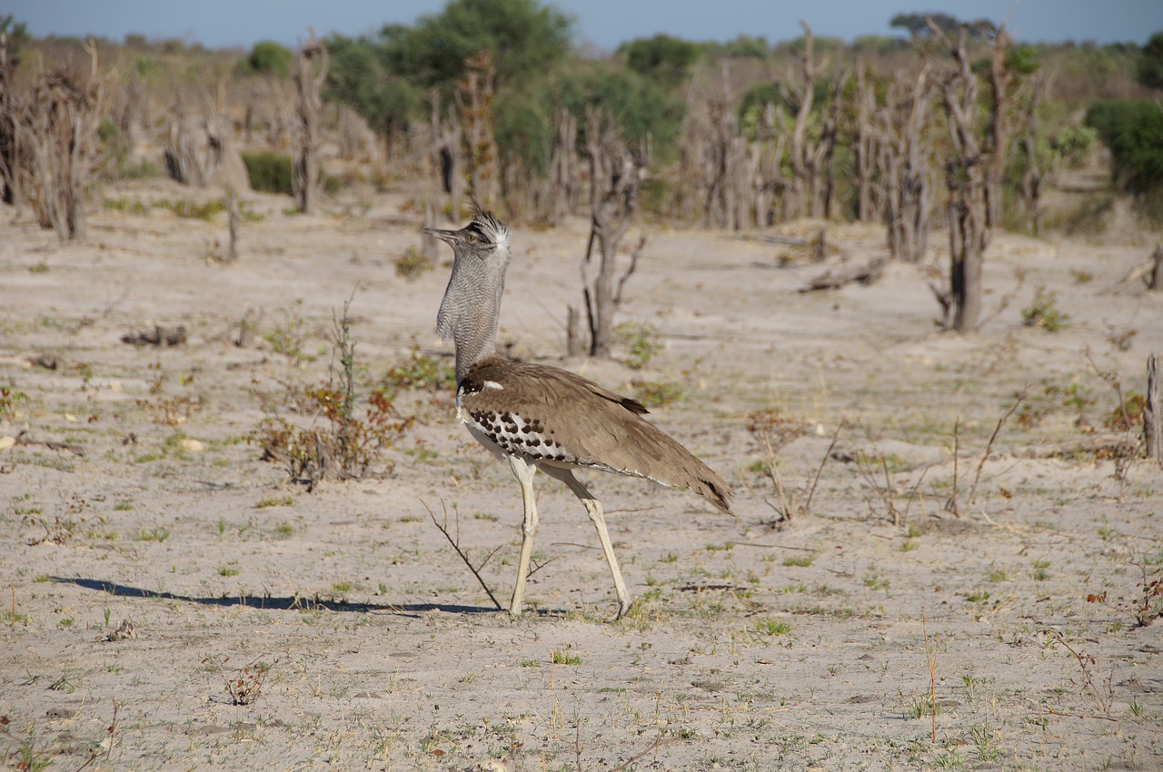 Botsvana, Kalahari, Afrika, Nacionalinė Paukštis, Nemokamos Nuotraukos,  Nemokama Licenzija