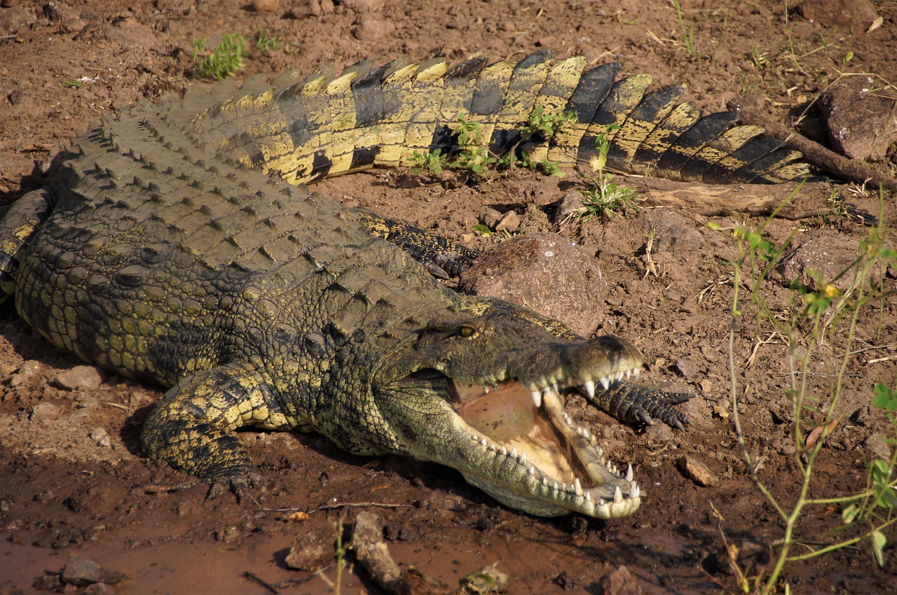 Botsvana, Krokodilas, Chobe Upė, Afrika, Safari, Nemokamos Nuotraukos,  Nemokama Licenzija