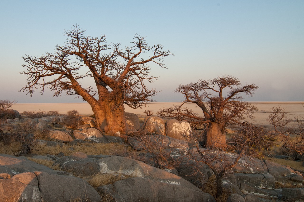Botsvana, Baobabas, Nemokamos Nuotraukos,  Nemokama Licenzija