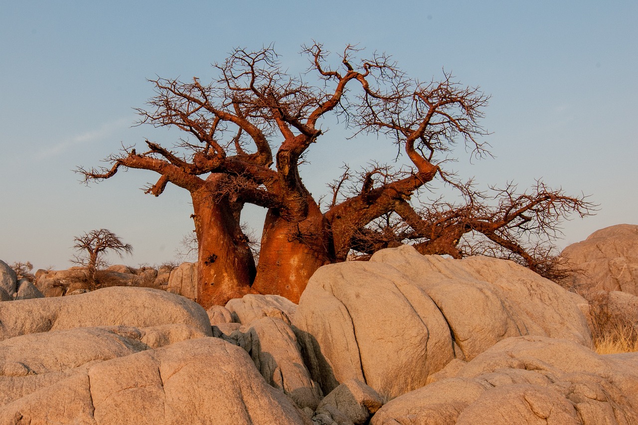 Botsvana, Baobabas, Saulėtekis, Nemokamos Nuotraukos,  Nemokama Licenzija