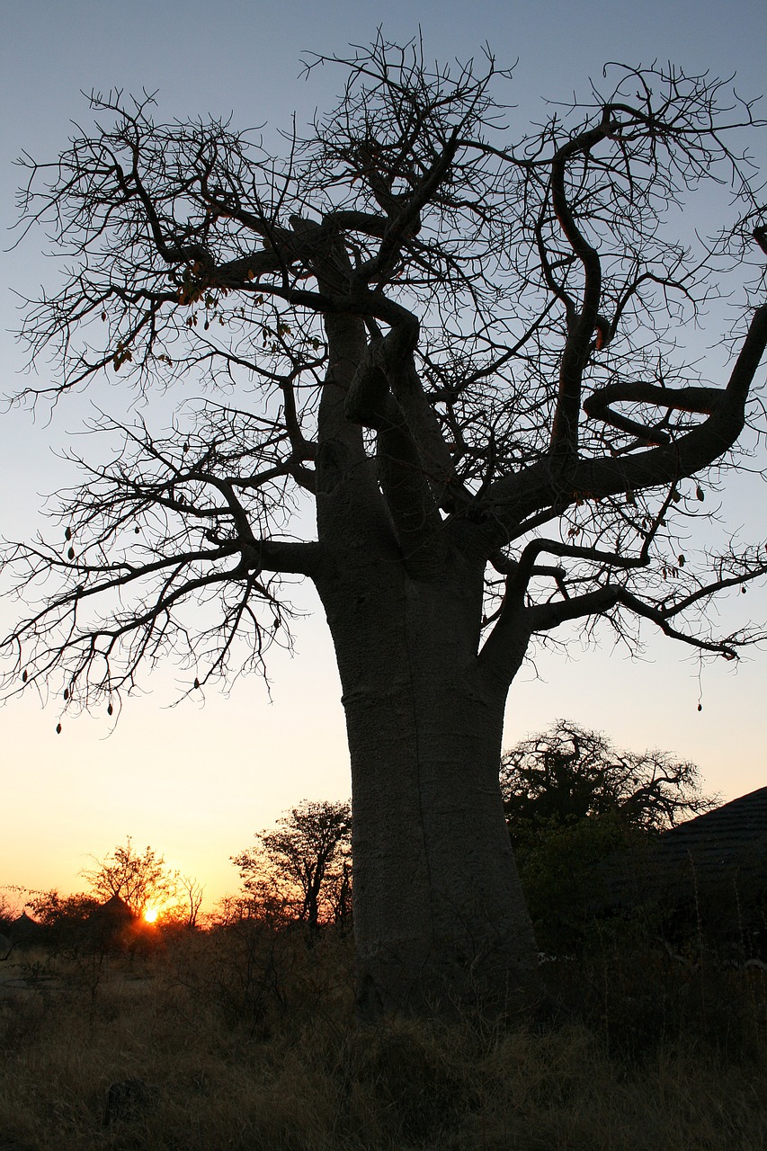 Botsvana, Baobabas, Saulėlydis, Nemokamos Nuotraukos,  Nemokama Licenzija